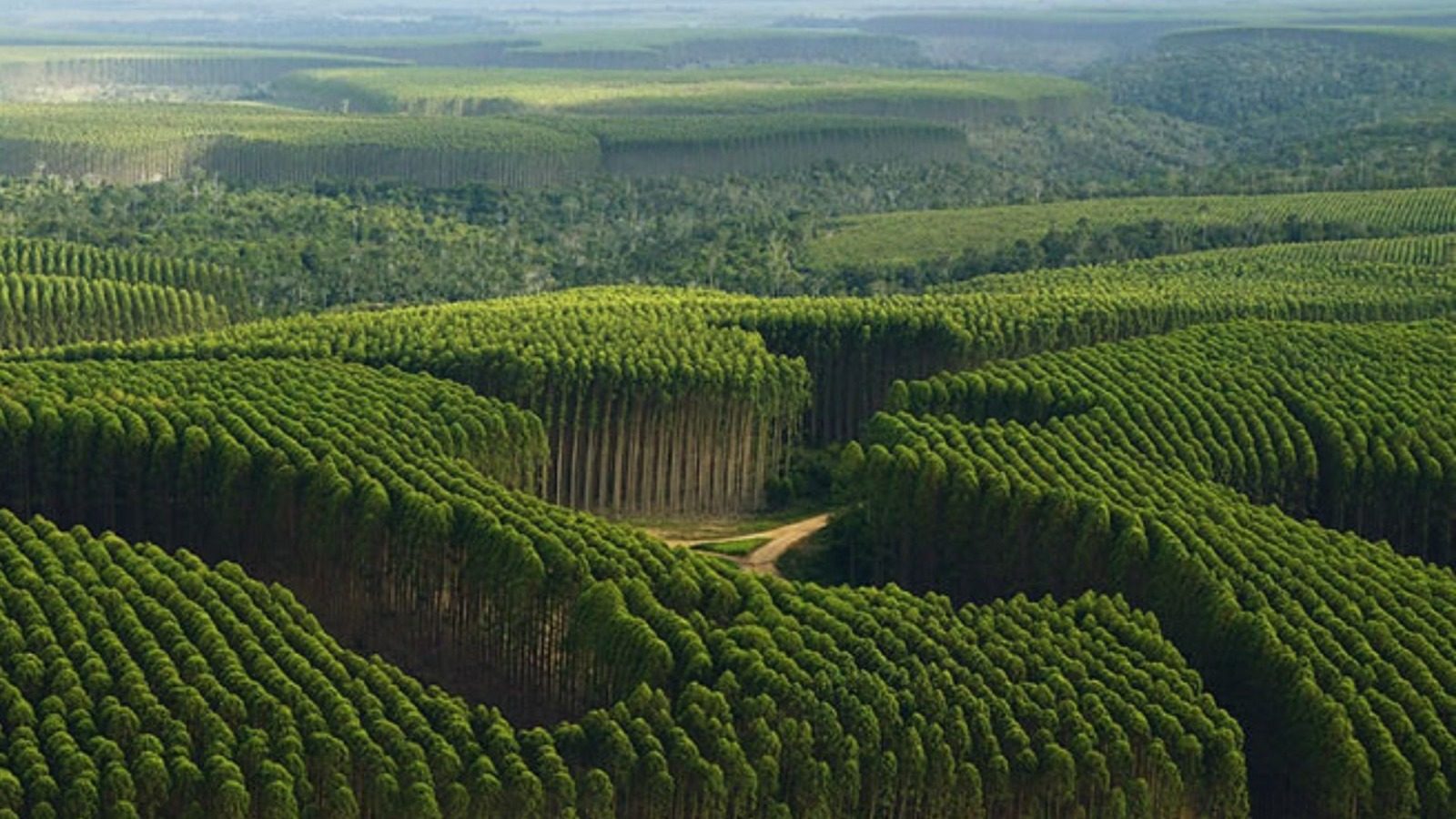 Eucalyptus plantations from the air